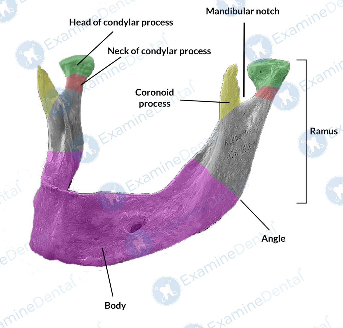Anatomy of the Mandible Anatomy of the Mandible