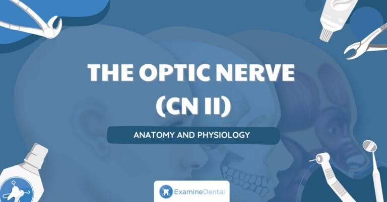 The Optic Nerve (CN II) - ExamineDental