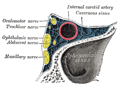 Trochlear Nerve